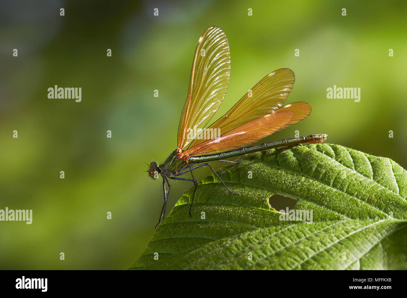 Beautiful Demoiselle Damselfly (Calopteryx virgo) female, Sussex, UK Stock Photo