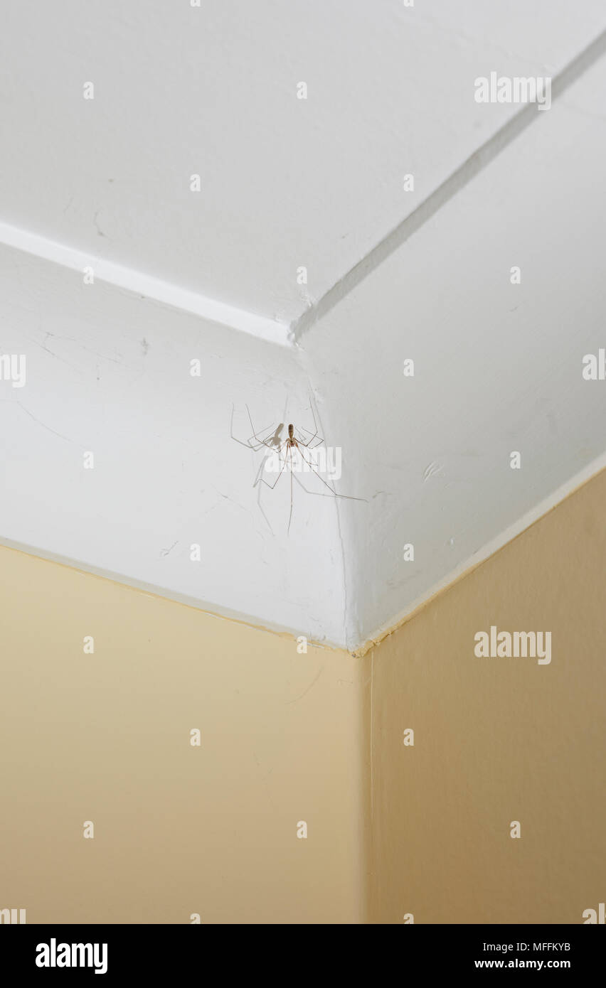 Daddy Long Legs Spider Pholcus Phalangiodes In Typical