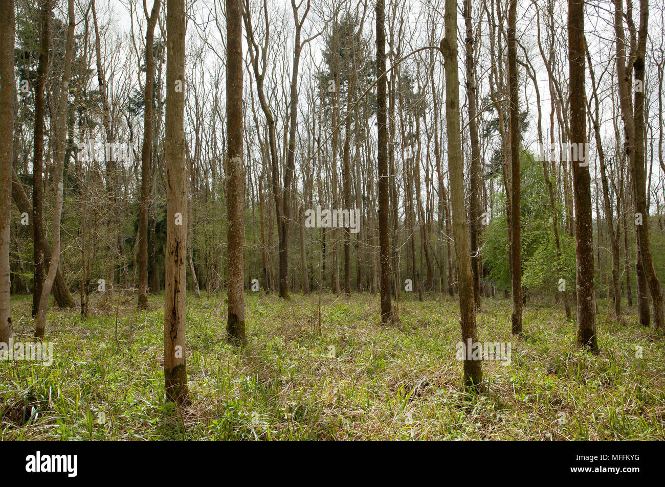 ROOKERY WOOD showing mid section dominated by Ash and Pendulaous Sedge due to Fallow deer damage Stock Photo