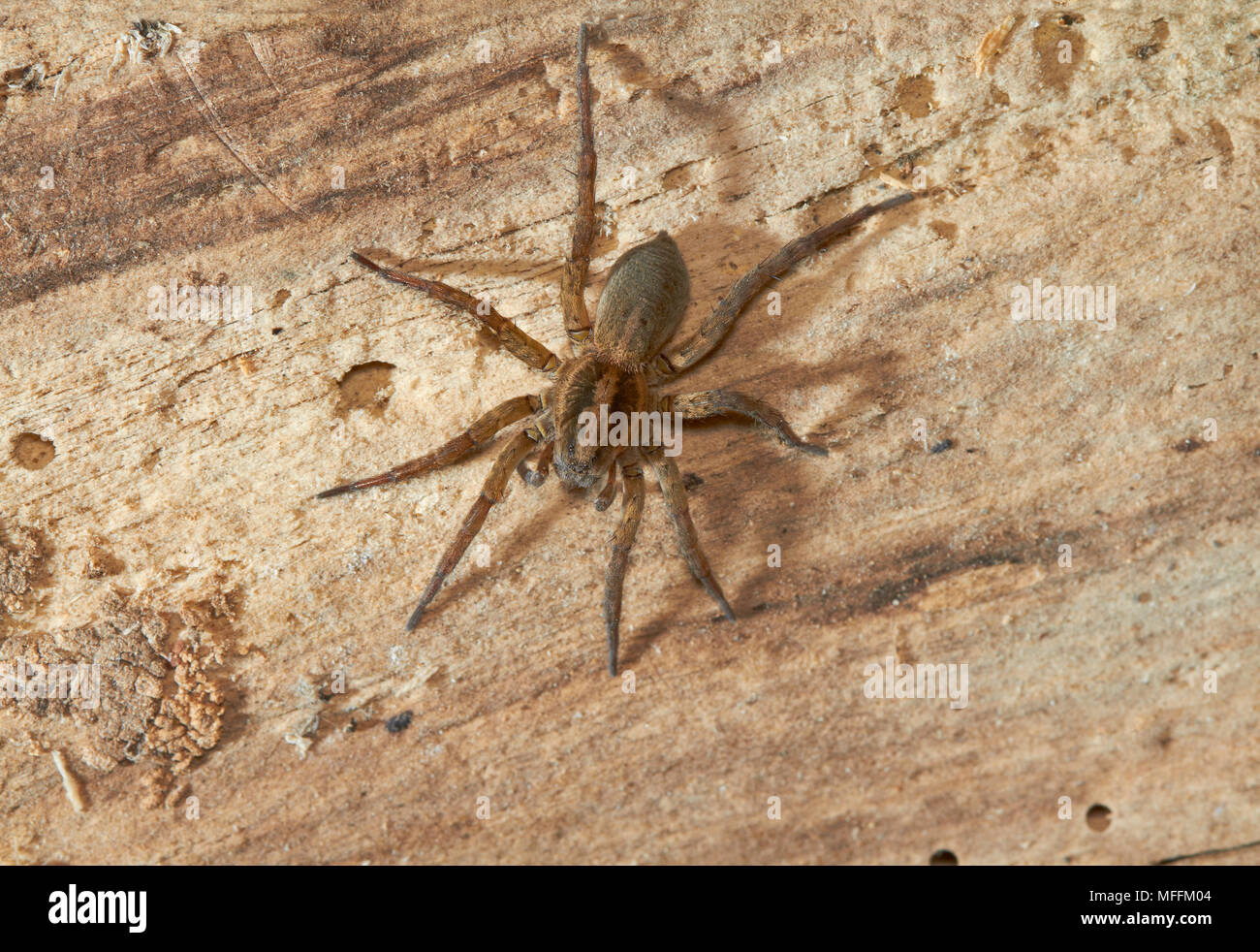 WOLF SPIDER (Trochosa terricola) female LYCOSIDAE Stock Photo Alamy
