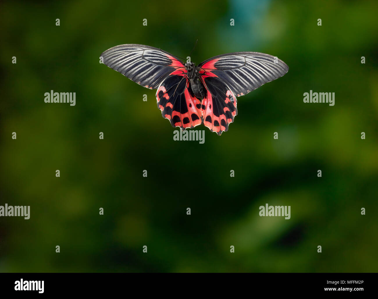 SCARLET MORMON (Papilio rumanzovia) in flight  a large tropical butterfly from the Swallowtail family, Papilionidae.Native to the Philippines. *HIGHER Stock Photo