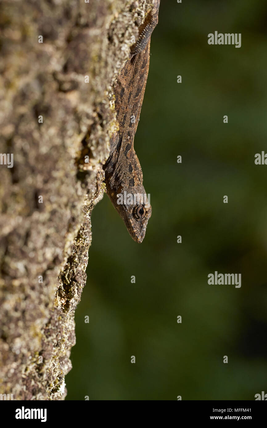 BARK ANOLE (Anolis distichus) an invasive lizard to North America competing with native lizards, Florida Stock Photo