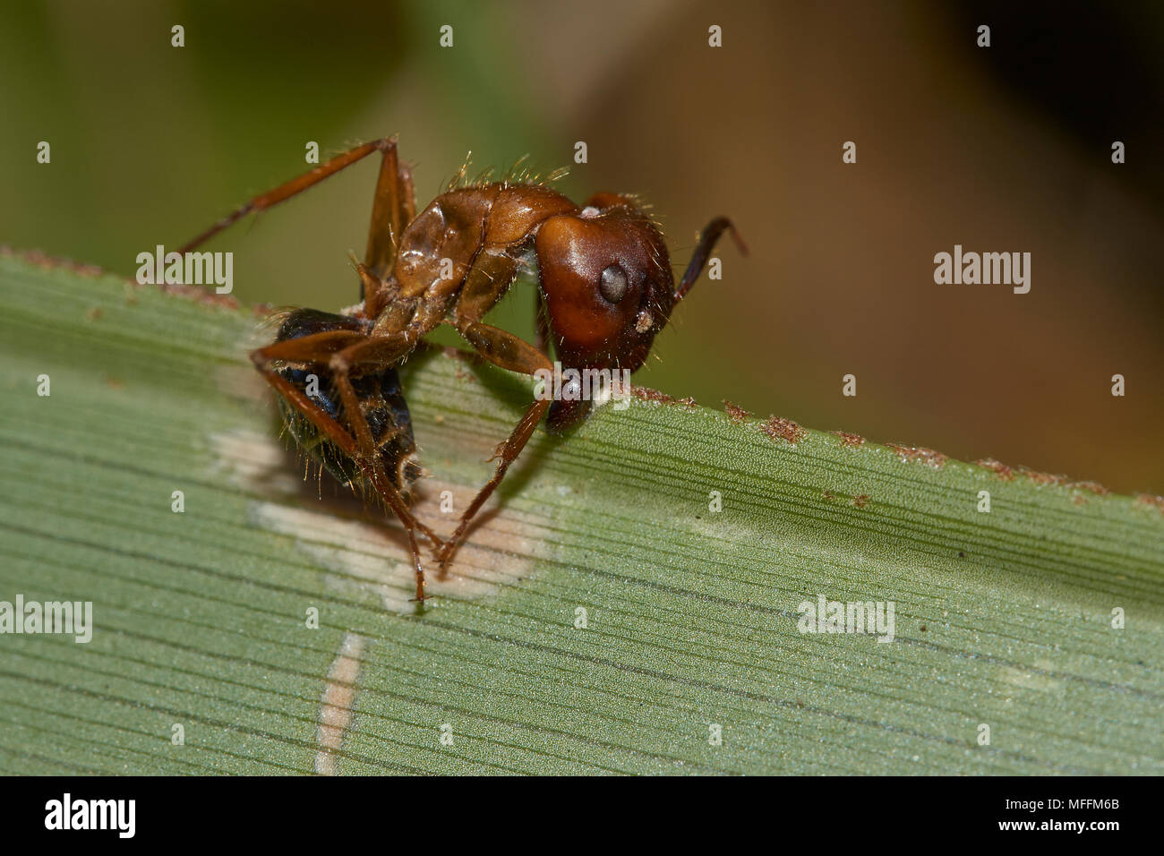 ANT infected by fungus - the fungus takes over the brain of the ant and changes the ant's behaviour 'instructing' it to grip onto the plant etc  Flori Stock Photo