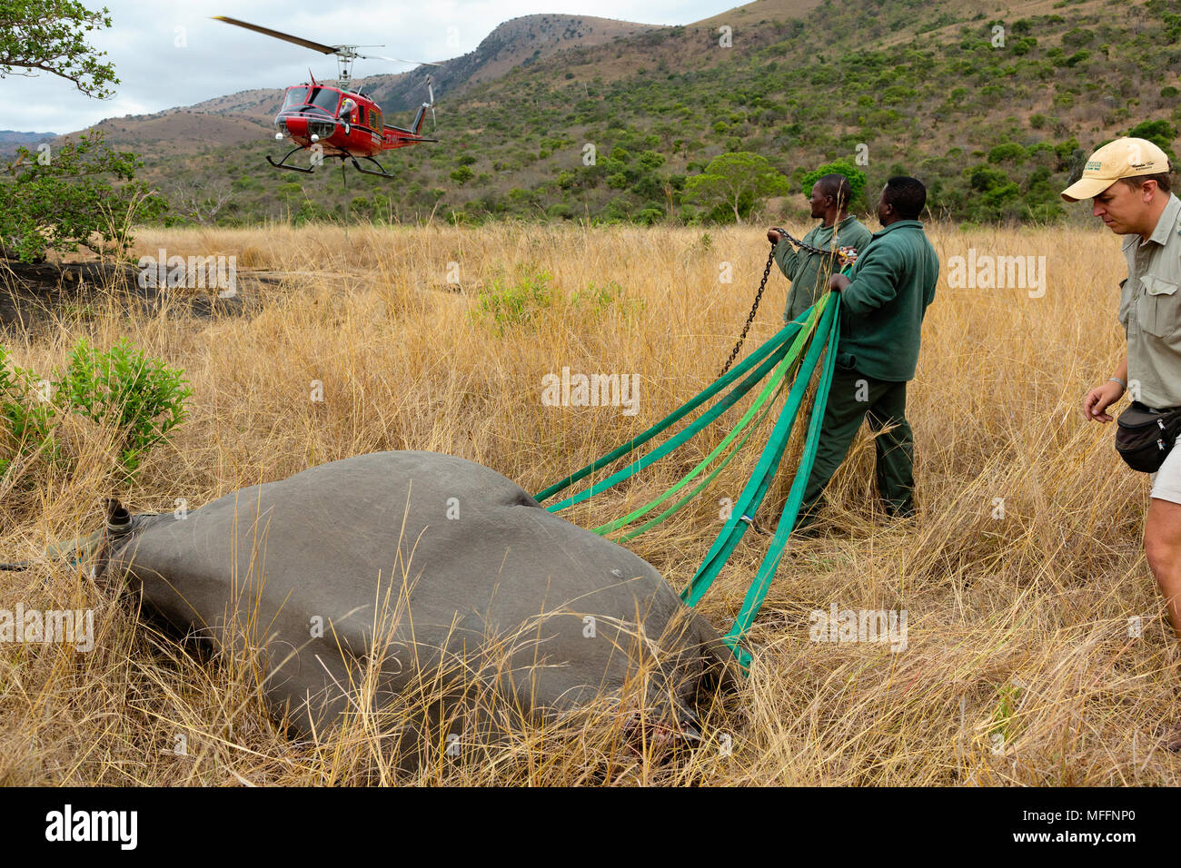 Black Rhinoceros  (Diceros bicornis) being prepared for airlift by helicopter.Ithala game reserve.Capture officer Jed Bird supervising the airlift.Sou Stock Photo