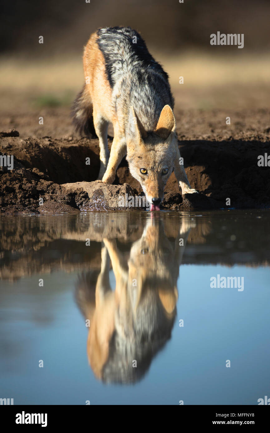 Black-backed jackal (Canis mesomelas) drinking at a waterhole at Mashatu game reserve. Botswana Stock Photo