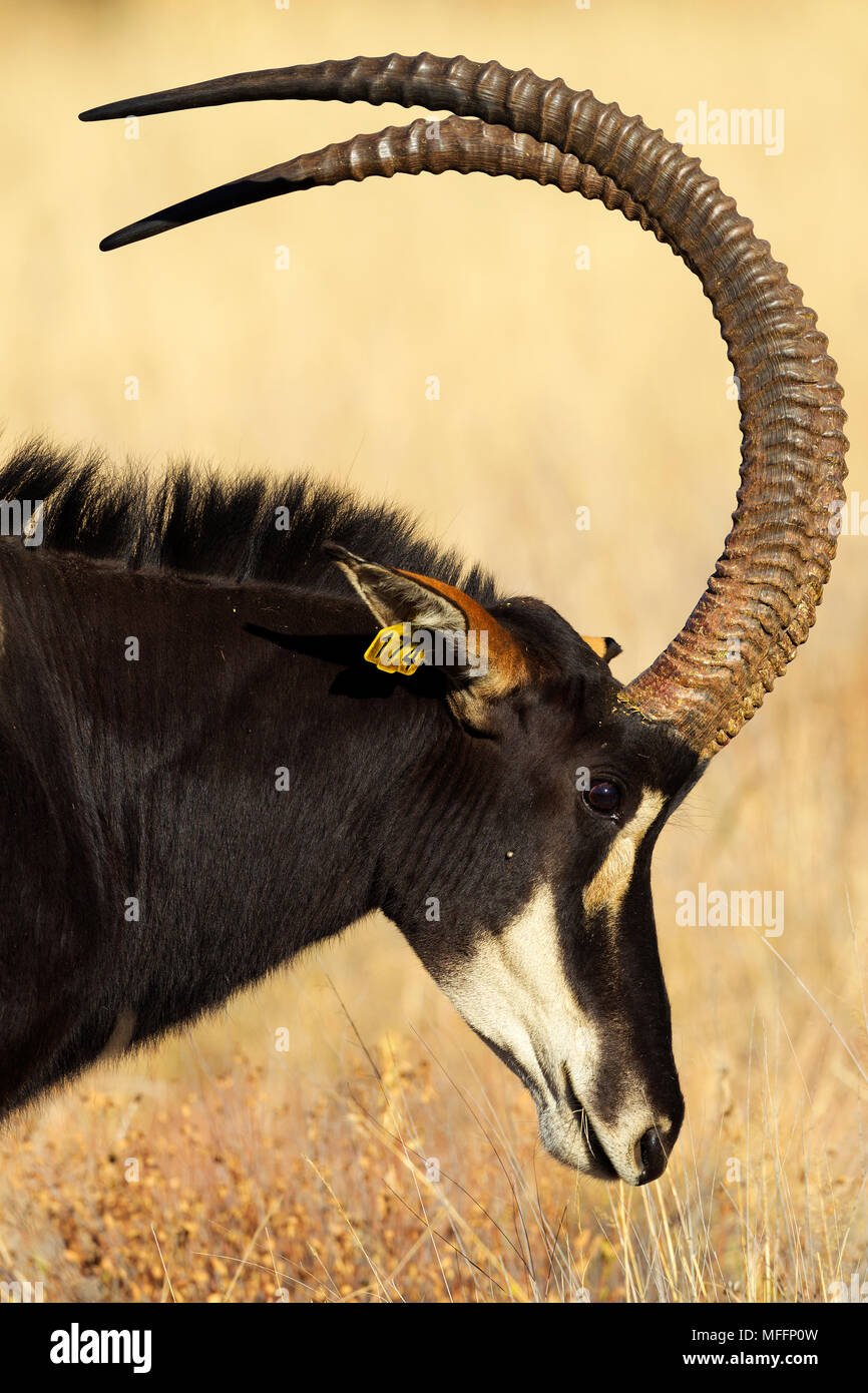 Portrait of Sable antelope (Hippotragus niger).South Africa Stock Photo