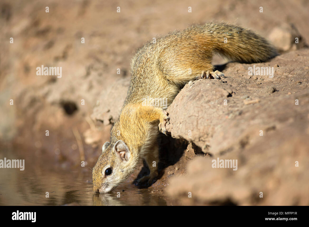 Smith's Bush Squirrel (Paraxerus cepapi) drinking at a waterhole at Mashatu game reserve. Botswana. Also known as Yellow-footed Squirrel and in South Stock Photo