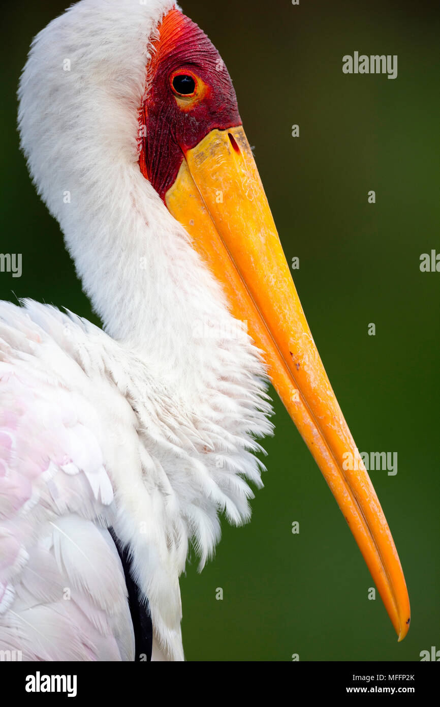 Yellowbilled Stork. (Mycteria ibis).Lake Nakuru National Park.Kenya Stock Photo