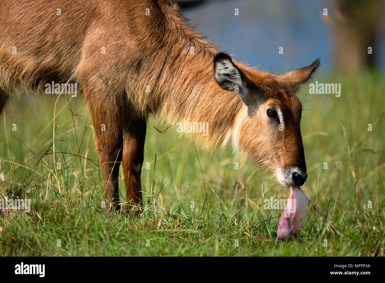 Animals Eating Placenta