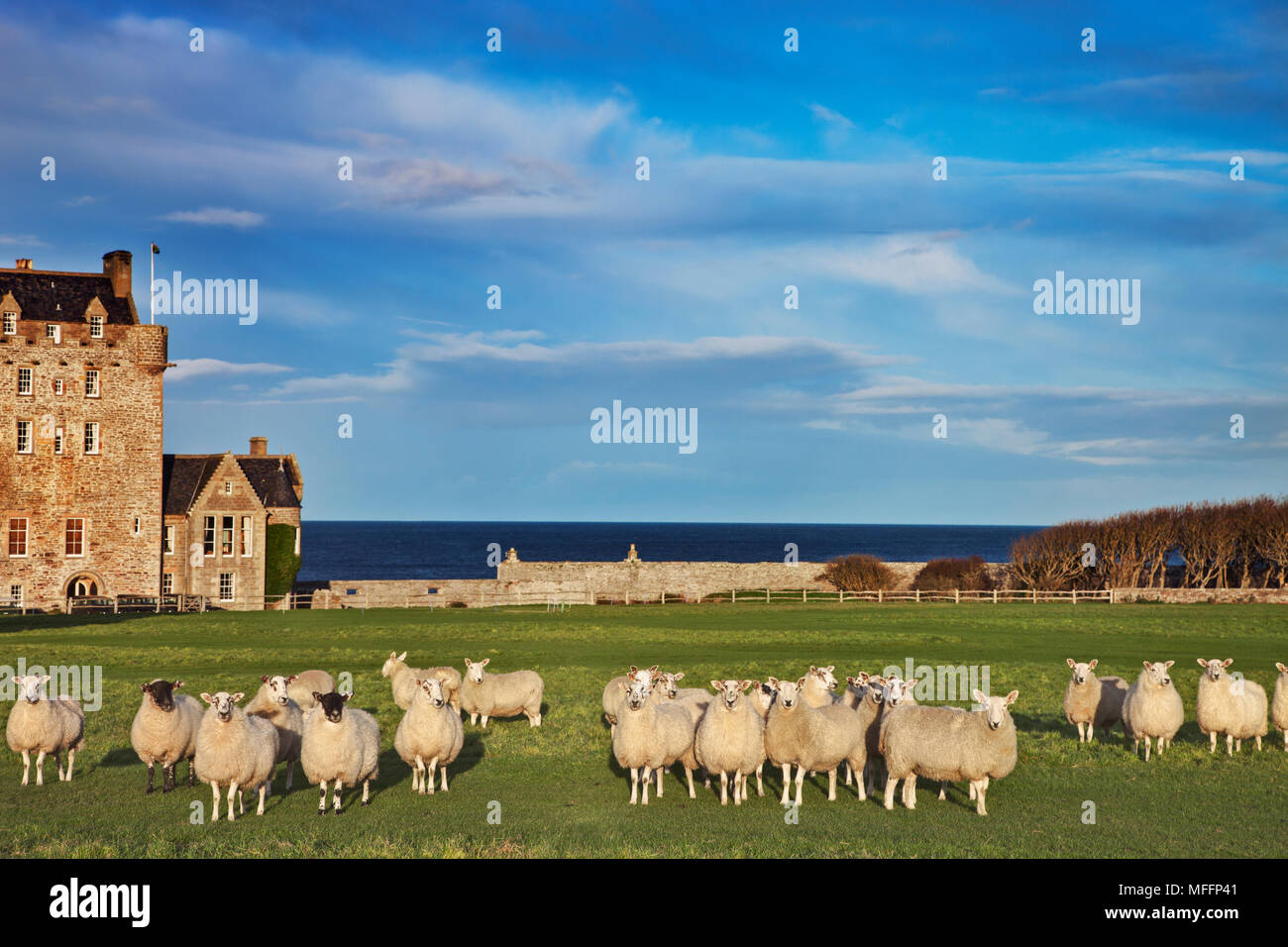Flock of sheep dotting landscape in front of Scottish Castle. Stock Photo