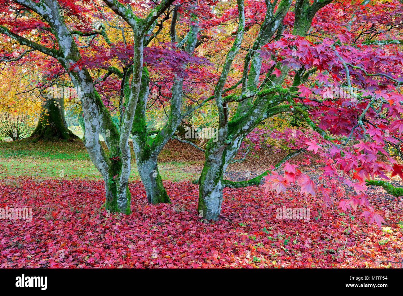 Leaves in shades of red covering trees. Stock Photo