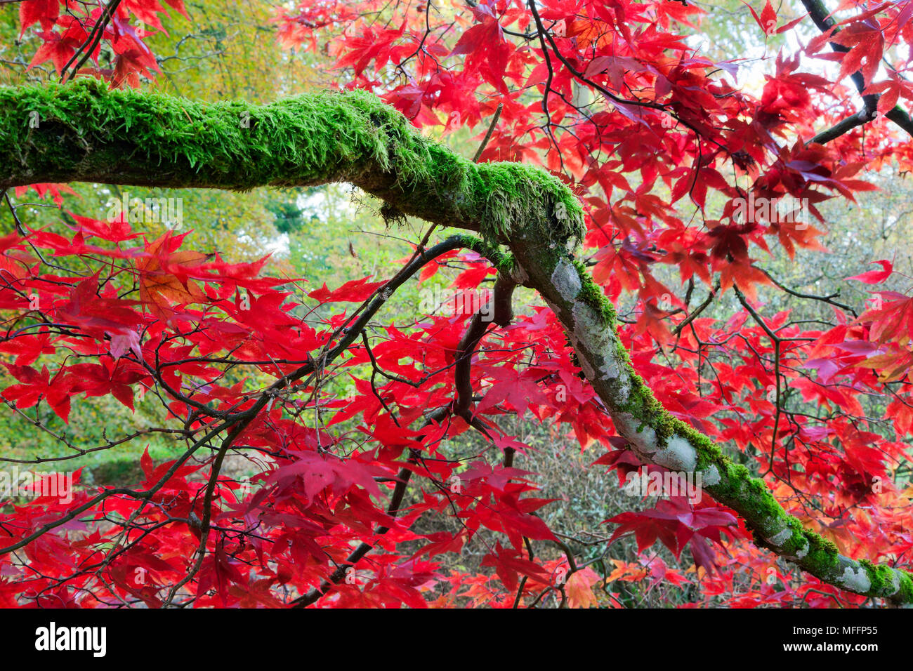 Leaves in shades of red covering trees. Stock Photo
