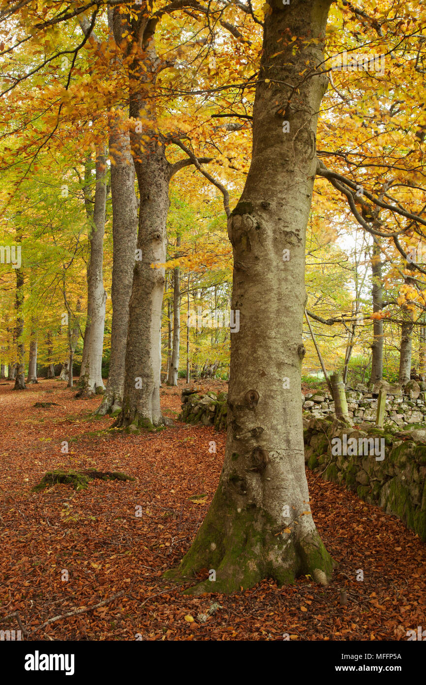 Scenic view, Scotland. Stock Photo