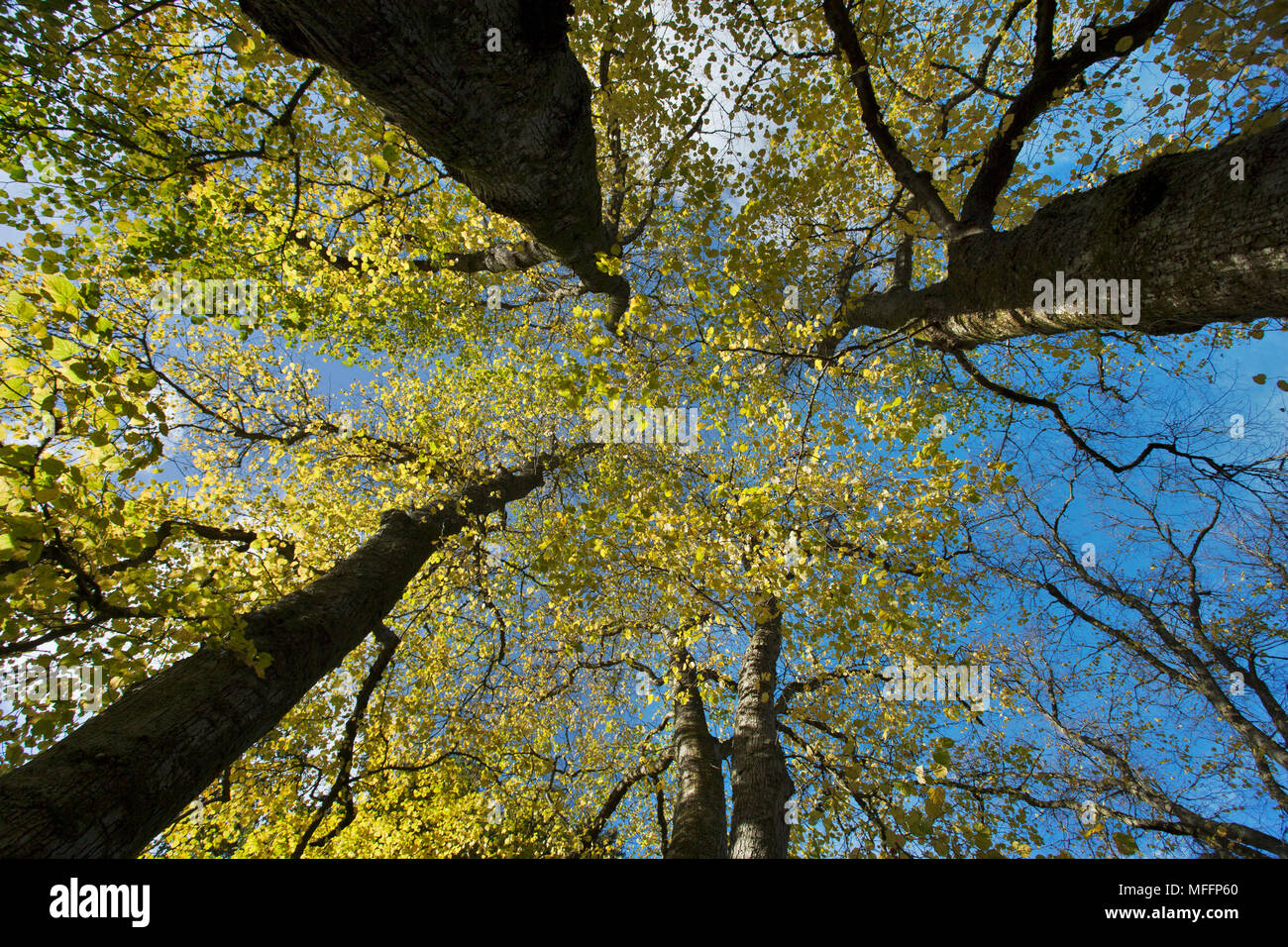 Low angle view of autumnal coloured trees Stock Photo
