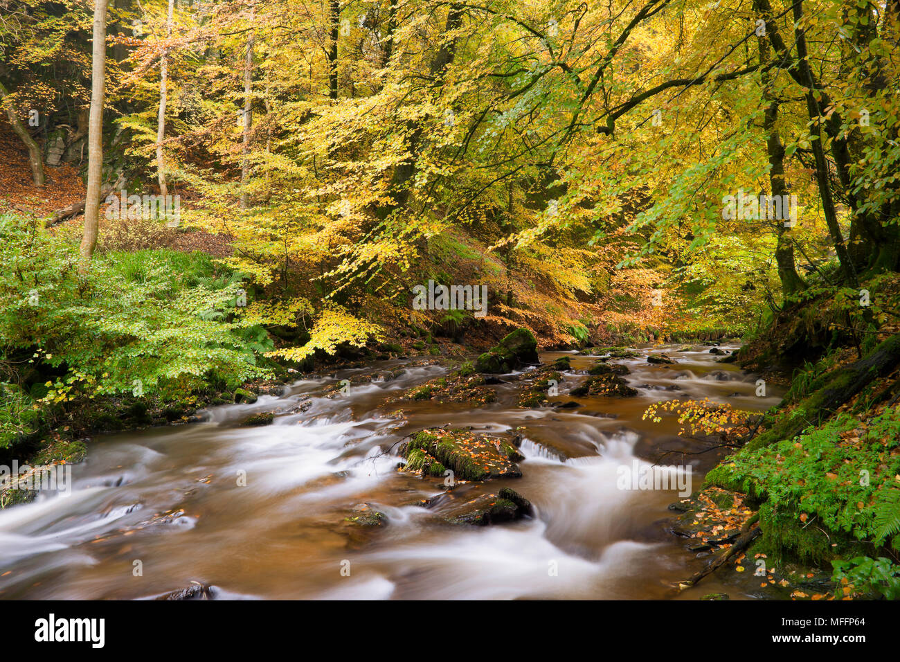 Autumn leaves cover the trees along a stream in Scotland. Stock Photo