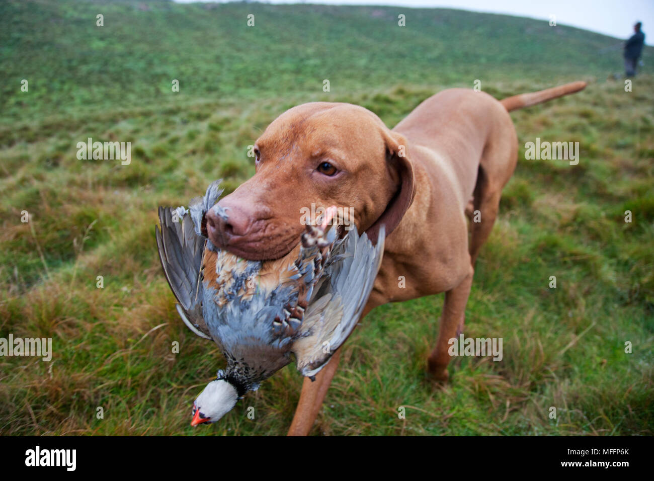 Well trained Vizsla Pointer with partridge that has been shot during a hunt. Stock Photo