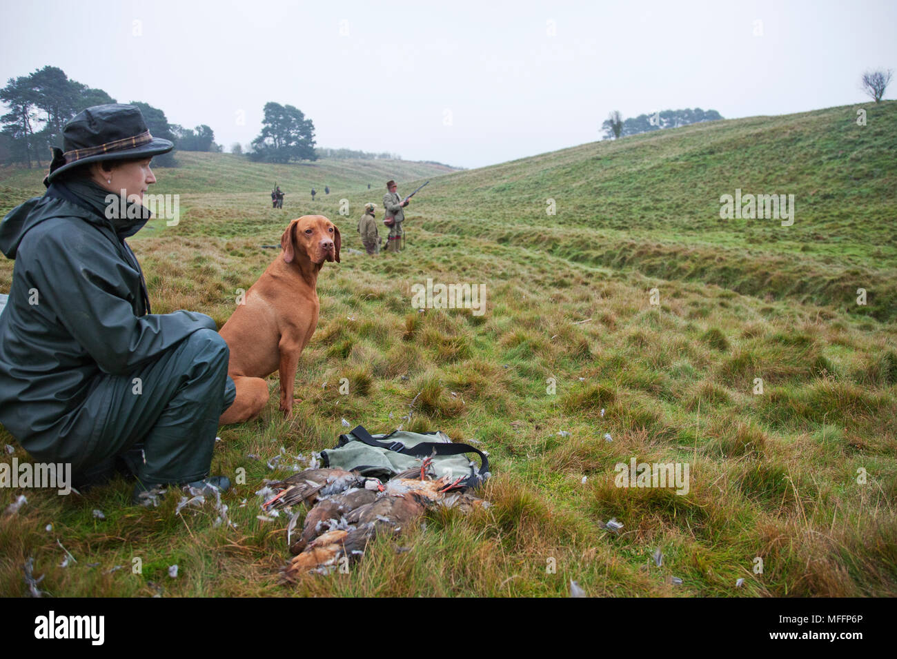 A Game Keeper with Vizsla Pointer and partridges that have been shot by the hunters during an orginized hunt. Stock Photo