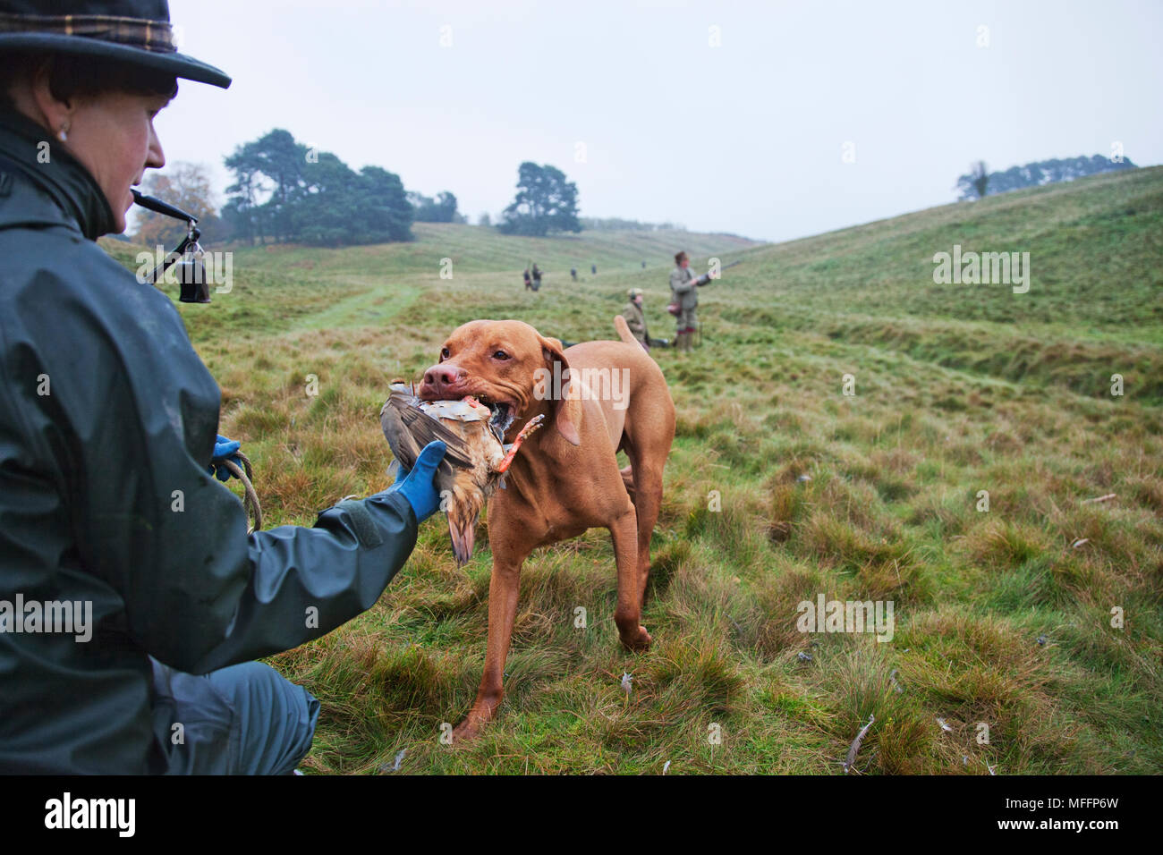 A Game Keeper with Vizsla Pointer carrying a partridge that has been shot by the hunters during an orginized hunt. Stock Photo