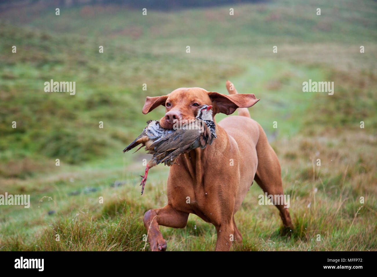 Well trained Vizsla Pointer with partridge that has been shot during a hunt. Stock Photo