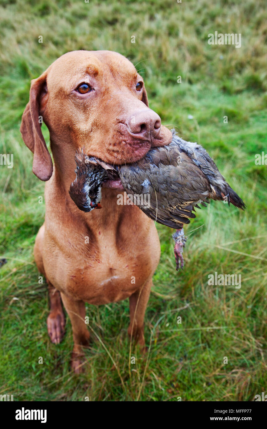 Well trained retriever with partridge that has been shot during a hunt. Stock Photo