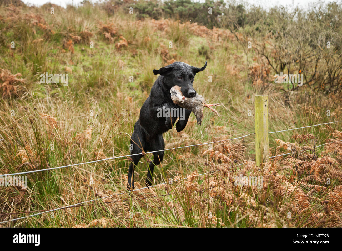 Well trained Black Labrador running with partridge that has been shot during a hunt. Stock Photo