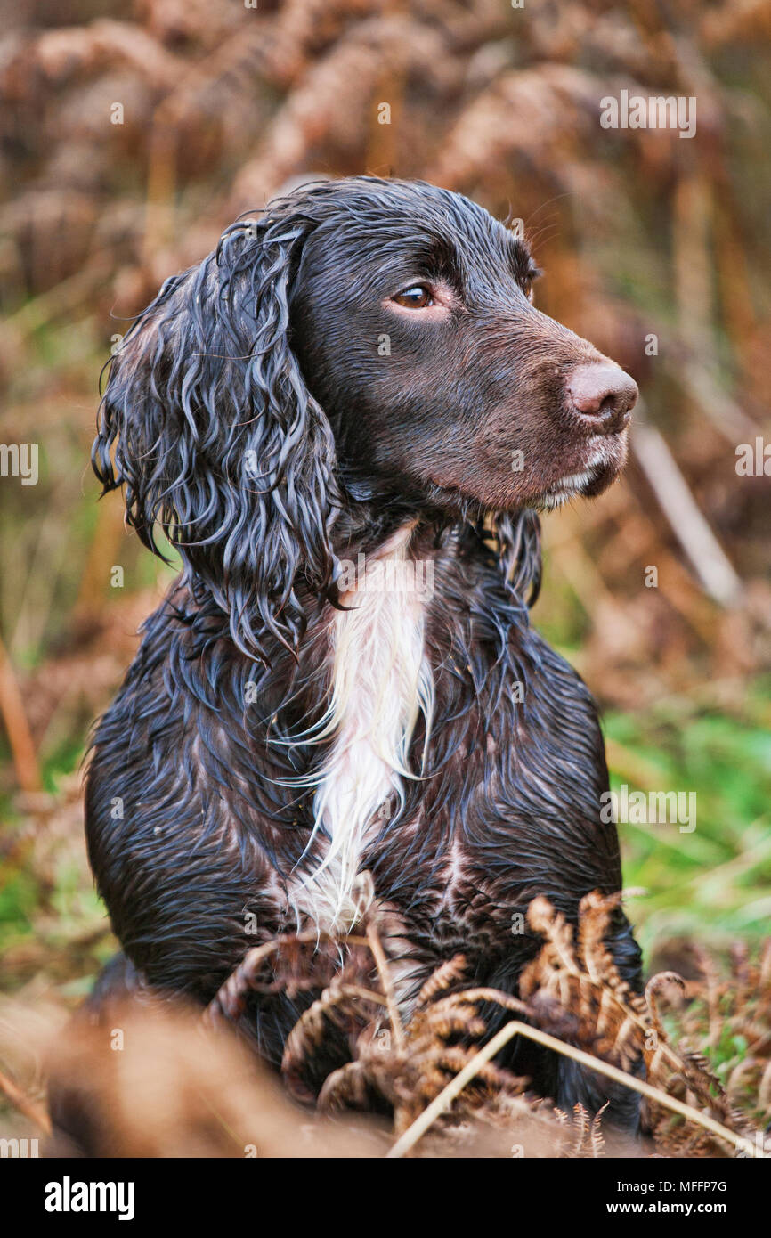 Dogs are used for the retrieval of pheasants once shot. Stock Photo