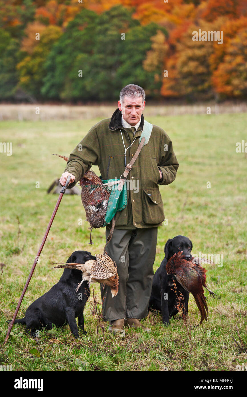 A Game Keeper with two Black Labradors carrying ring-necked pheasants that have been shot by the hunters during a pheasant shoot. Stock Photo