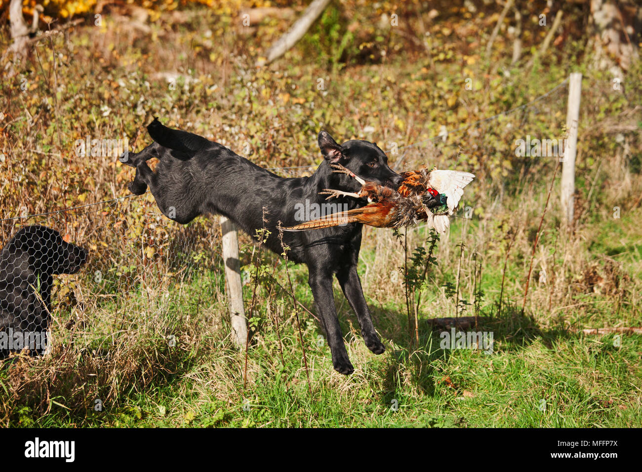 Well trained Black Labrador running with ring-necked pheasant that has been shot during a pheasant hunt. Stock Photo