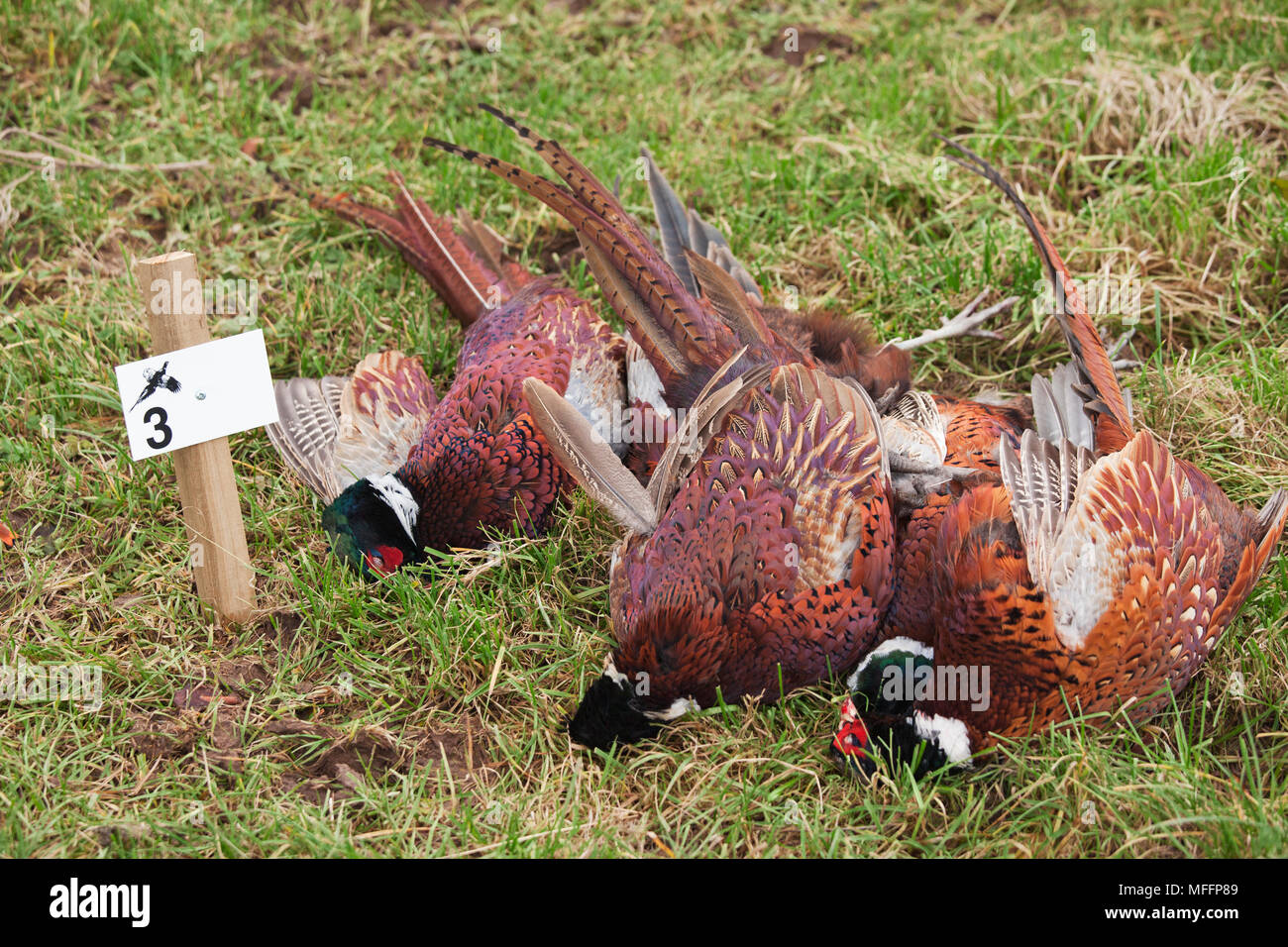 Sucsessfull pheasant hunting. Stock Photo