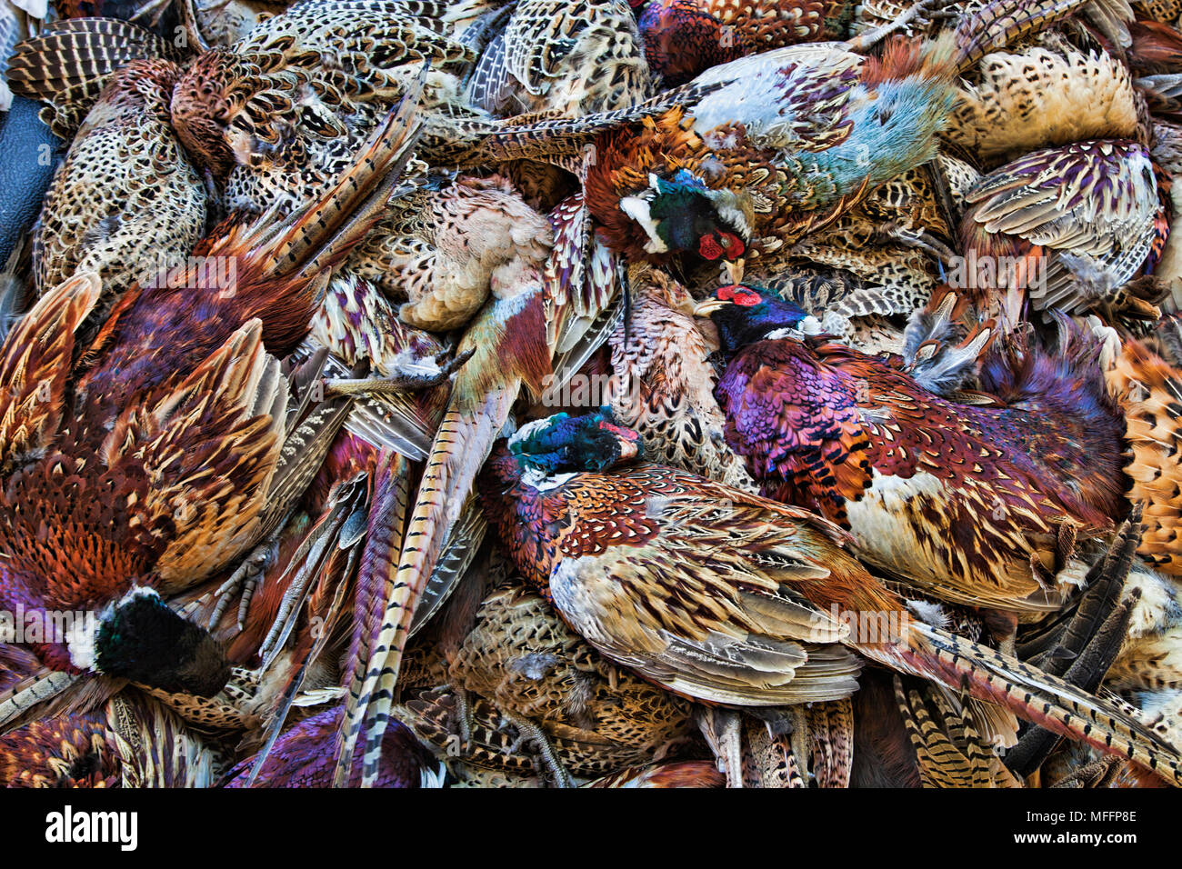 Sucsessfull pheasant hunting. Stock Photo