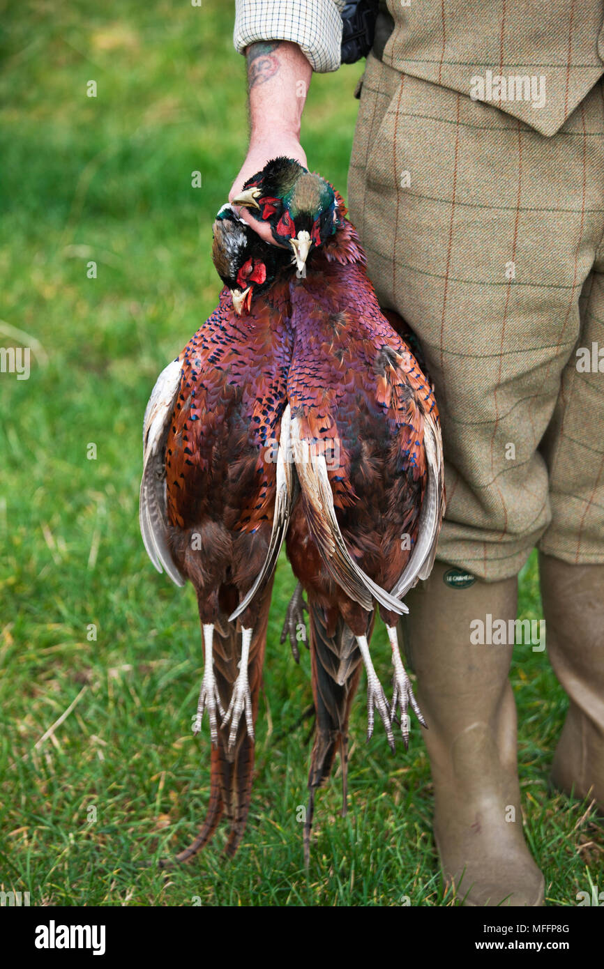 A well dressed Game Keeper holds three Ring-necked pheasants. Stock Photo