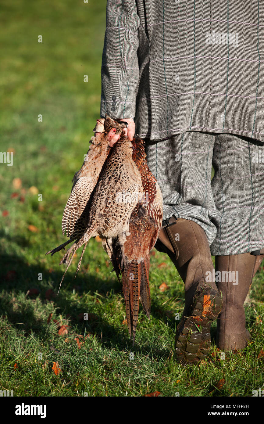 A well dressed Game Keeper holds two Partridges and a Ring-necked pheasant. Stock Photo