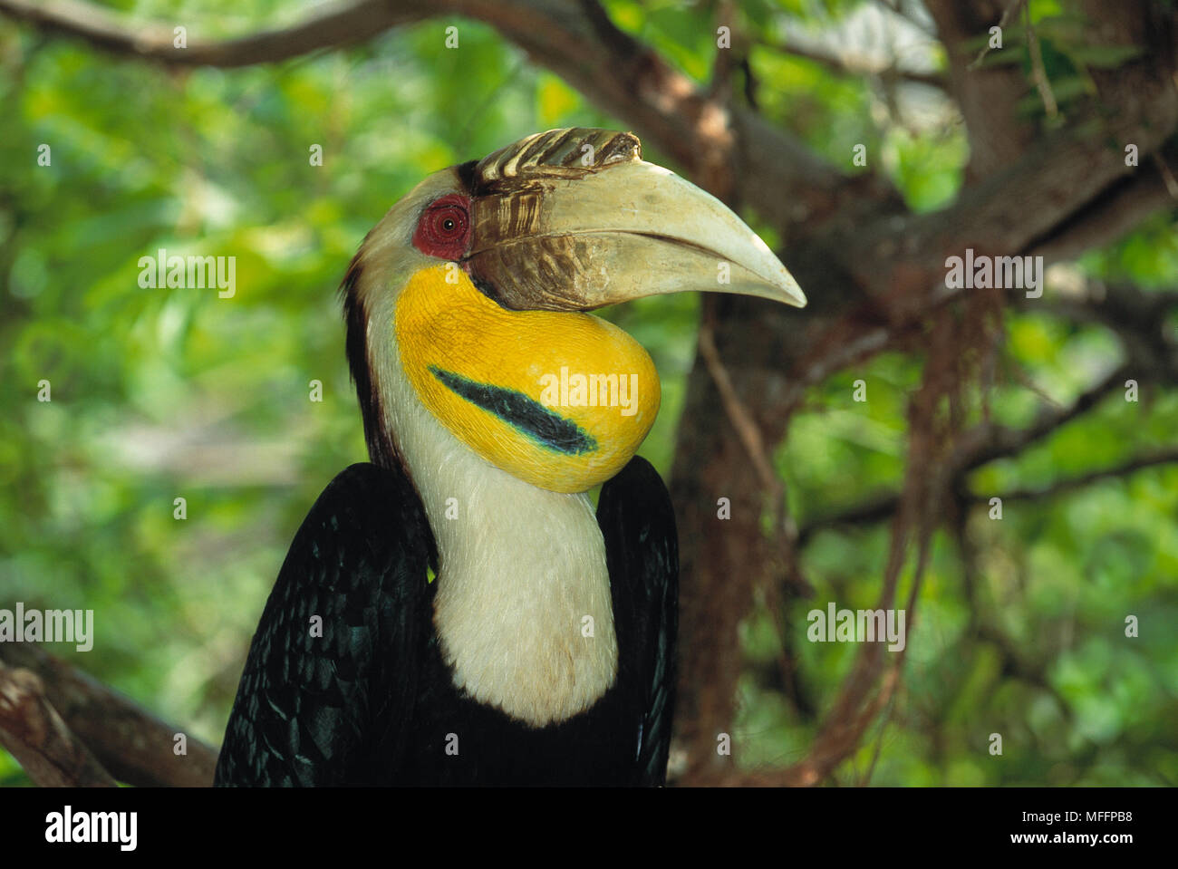 WREATHED HORNBILL Rhyticeros undulatus  male (female has blue pouch, male has yellow pouch) Stock Photo