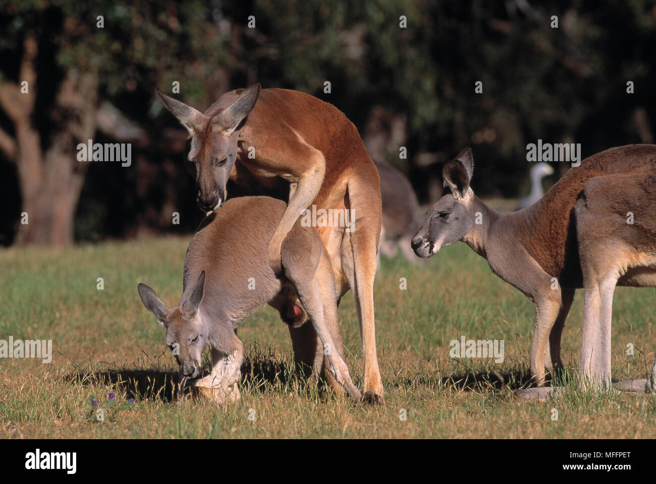 RED KANGAROOS mating Macropus rufus Australia Stock Photo Alamy