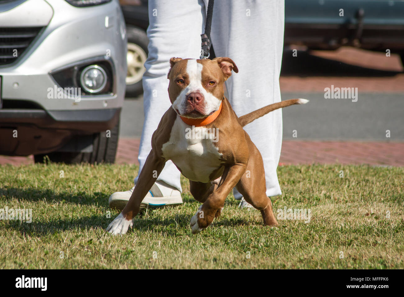 American Pit Bull Terrier pulling on the leash Stock Photo