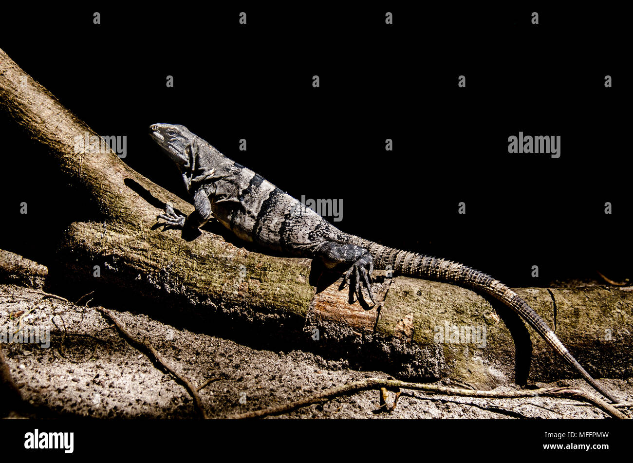 Mexican reptile in a jungle of Cancun, Quintana Roo Stock Photo