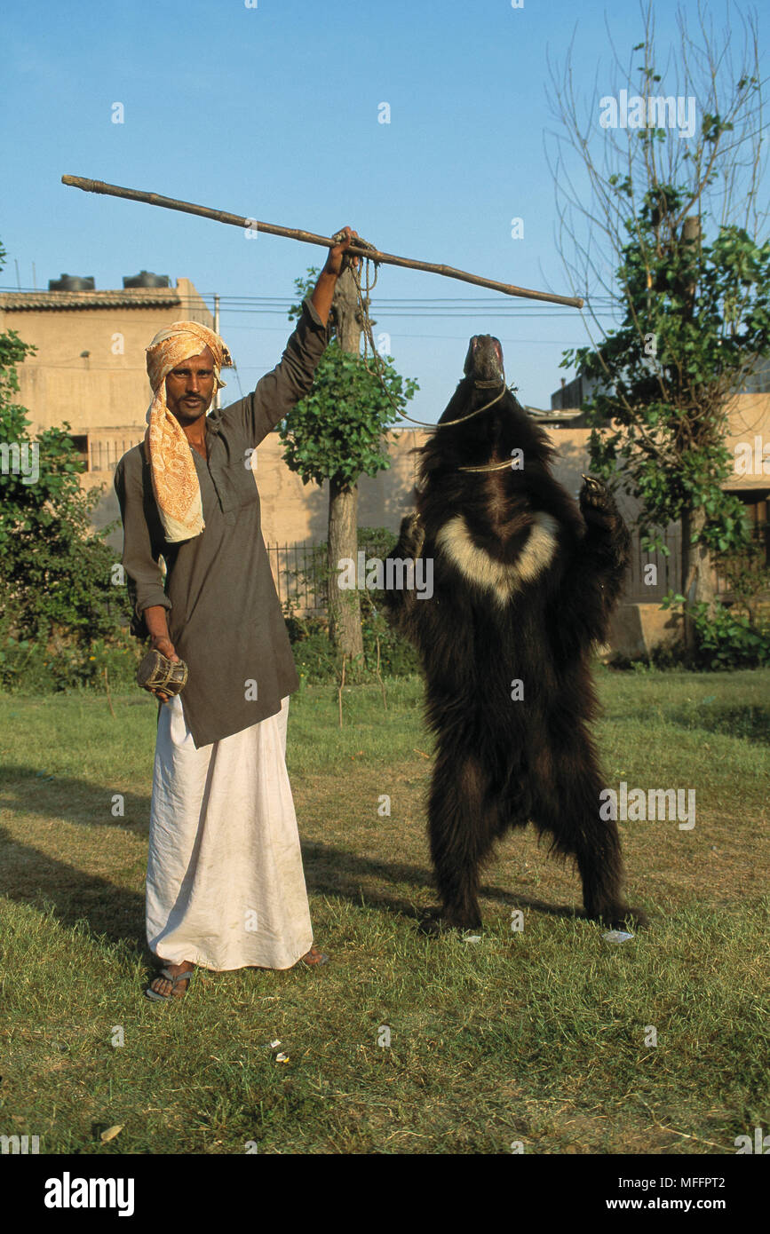 DANCING BEAR (Asian black bear) Ursus thibetanus New Delhi, India Stock  Photo - Alamy