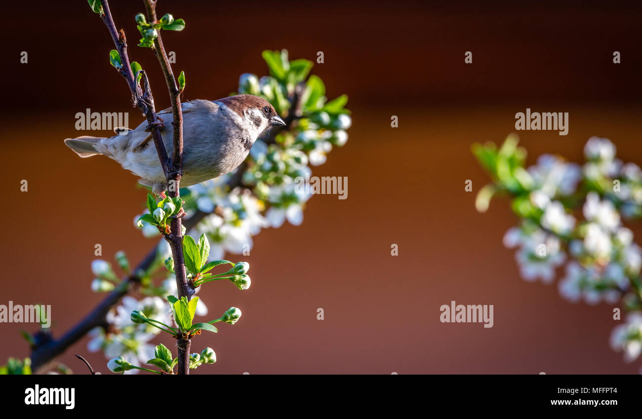 Horizontal photo of single male sparrow. Bird is perched on the twig of cherry tree. The branch is full of fresh leaves and white blooms. Animal has n Stock Photo