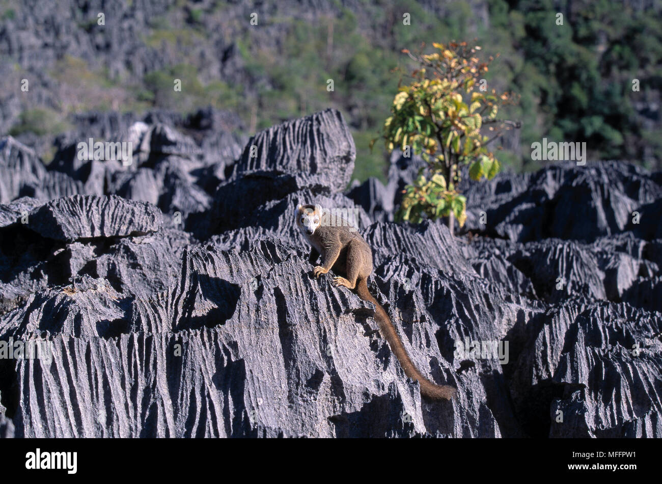 CROWNED LEMUR Eulemur coronatus on Tsingy (eroded limestone pinnacles), Ankarana Reserve, Madgascar. Stock Photo