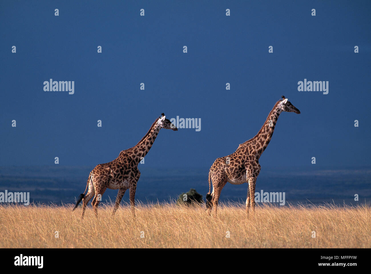 MASAI or KENYAN GIRAFFES  Giraffa camelopardalis tippelskirchi with thunderstorm clouds behind Masai Mara National Reserve, Kenya Stock Photo