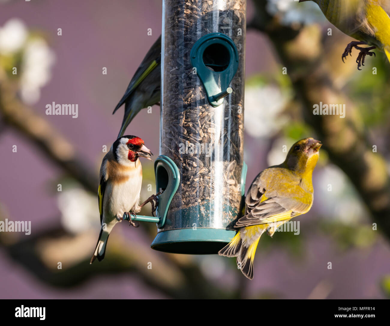 Horizontal photo of cylinder plastic feeder full of sunflower seeds where are perched two greenfinch birds with nice black, yellow and green feathes t Stock Photo