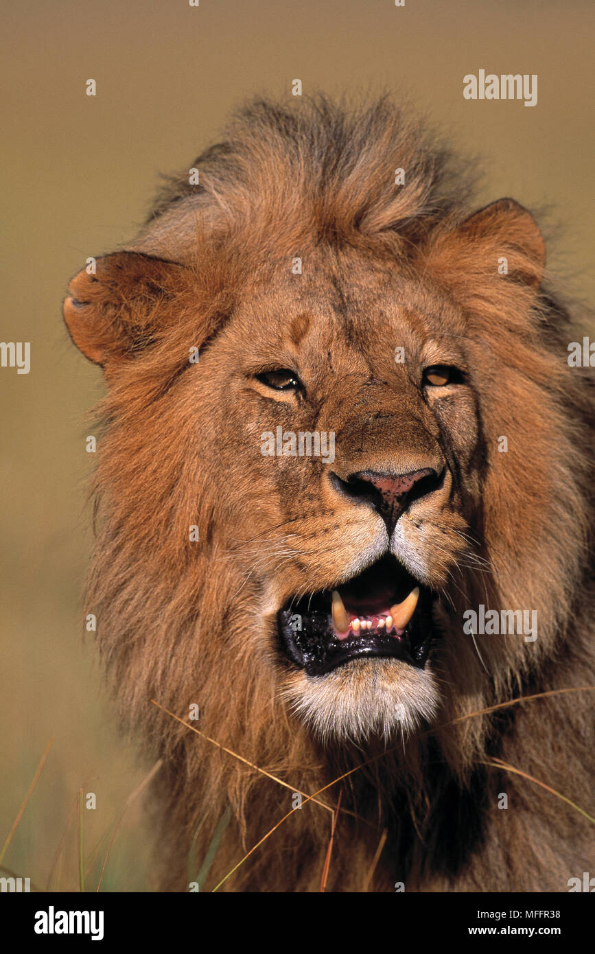 AFRICAN LION male Panthera leo Masai Mara Game Reserve, Kenya Stock ...