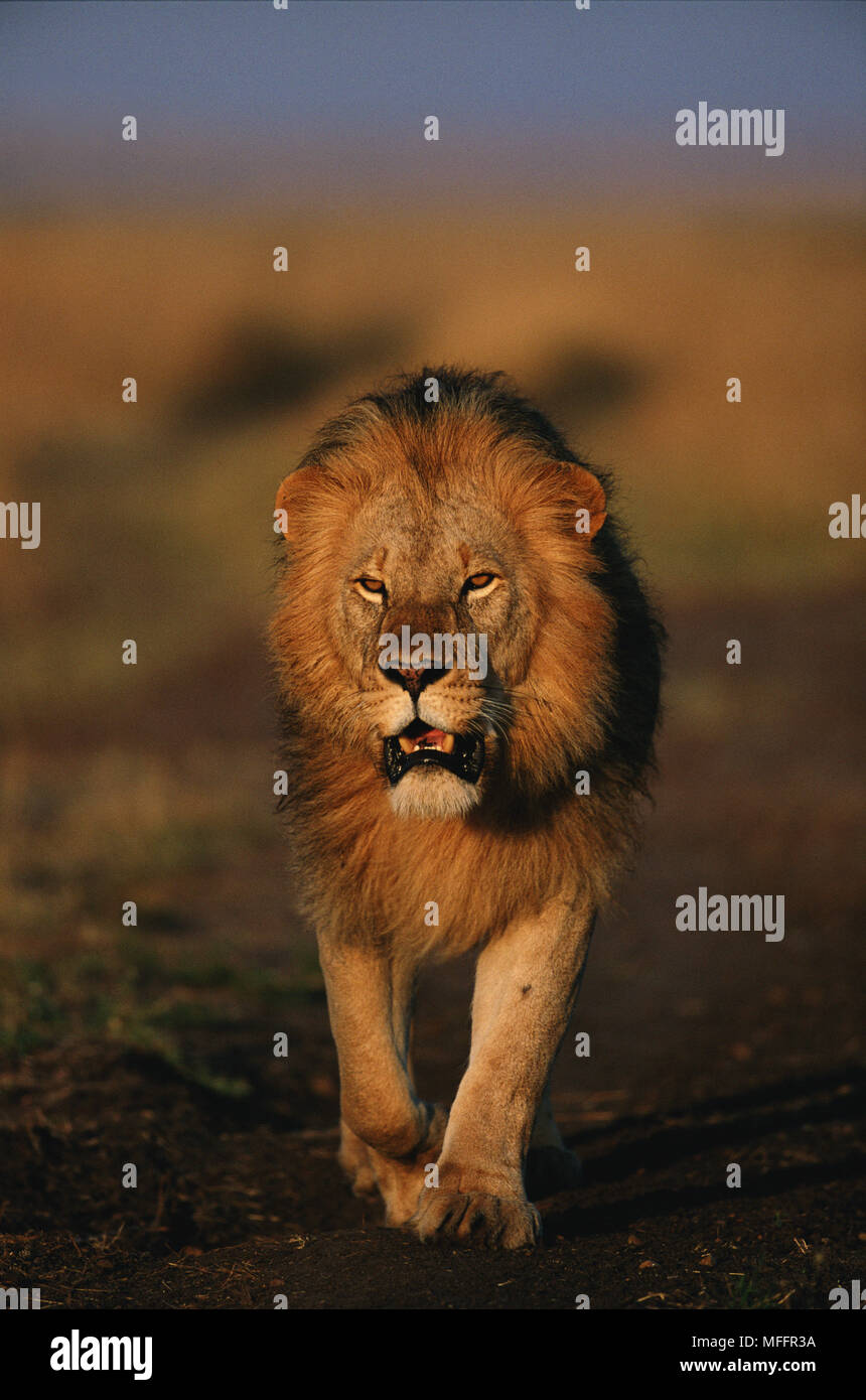 AFRICAN LION male Panthera leo Masai Mara National Reserve, Kenya Stock ...