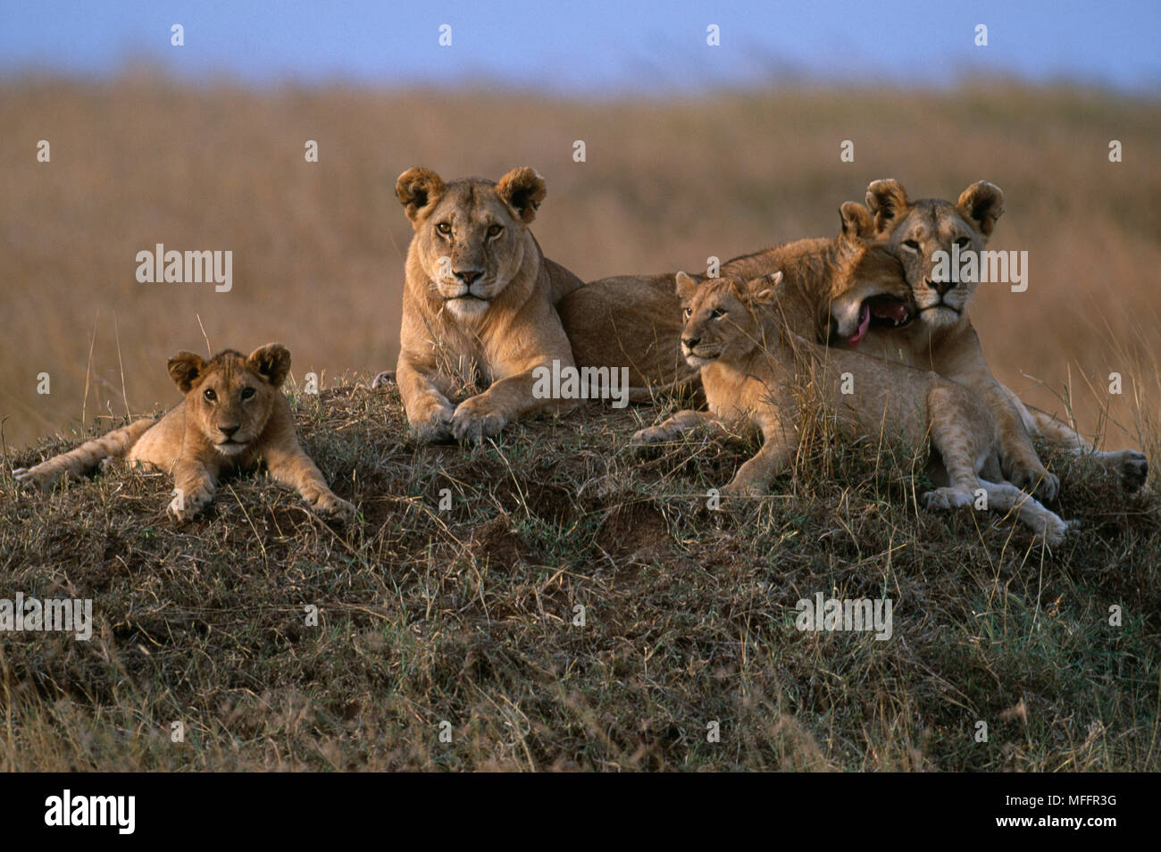 AFRICAN LIONS family group Panthera leo Masai Mara Game Reserve, Kenya ...