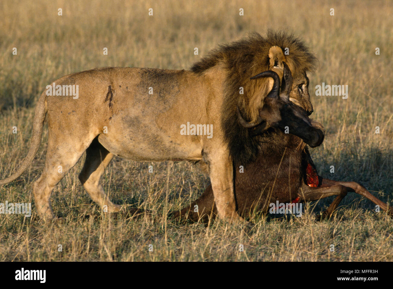 AFRICAN LION Panthera leo male dragging Wildebeest kill Masai Mara Natl ...
