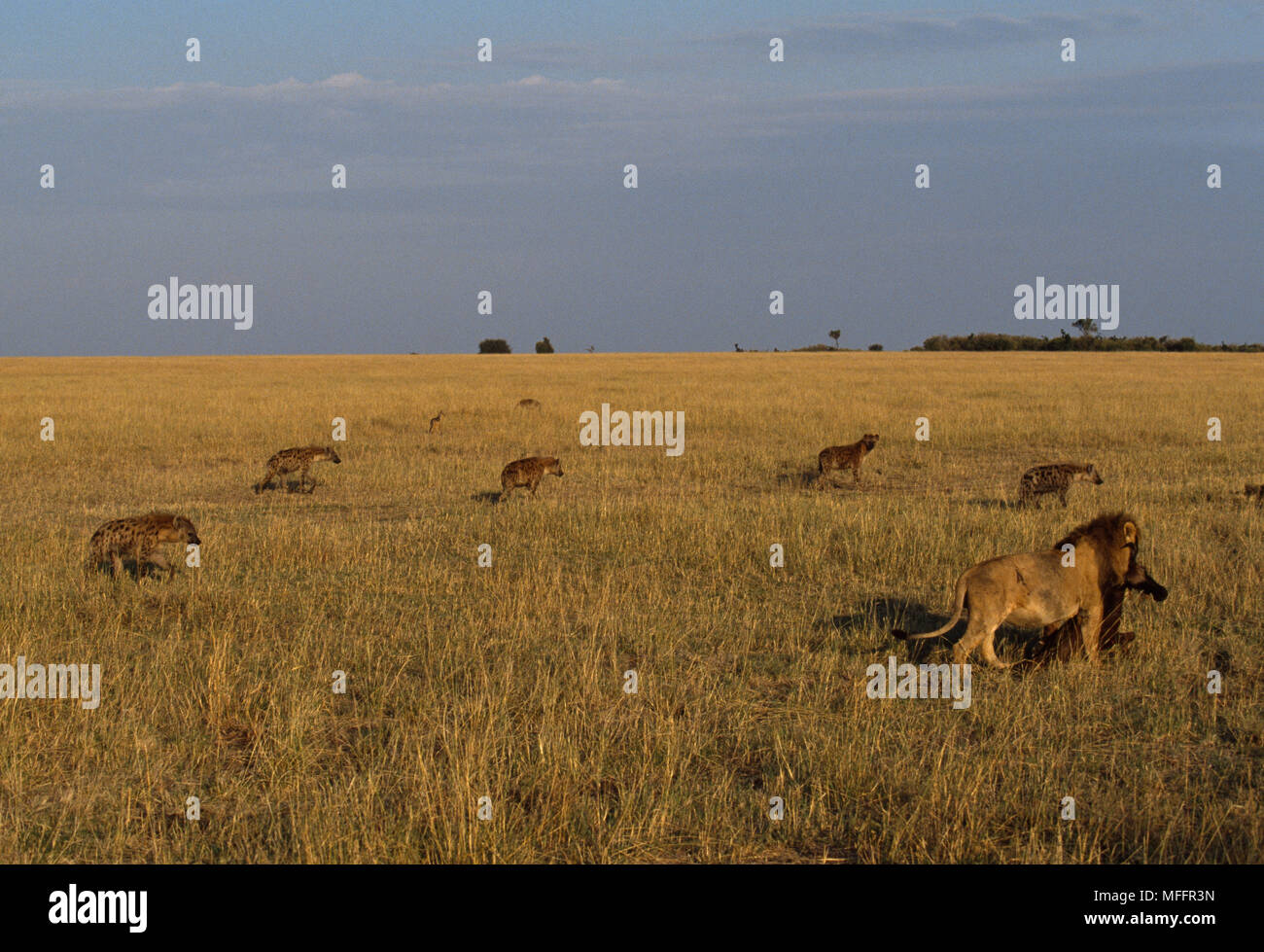 AFRICAN LION mobbed by Hyenas as it drags wildebeest kill Panthera leo Masai Mara N.N.R, Kenya, E.Africa Stock Photo