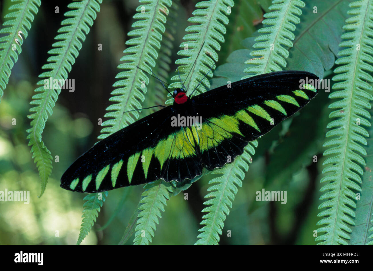 Rajah Brook S Birdwing Troides Brookiana Or Trogonoptera Brookiana Endangered Stock Photo Alamy