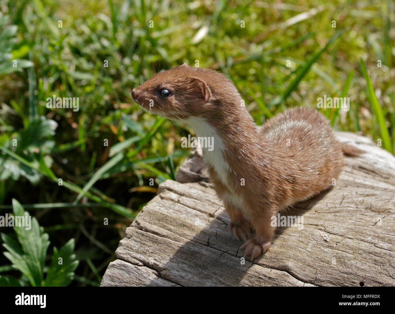 Eurasian Weasel/Least Weasel, UK Stock Photo