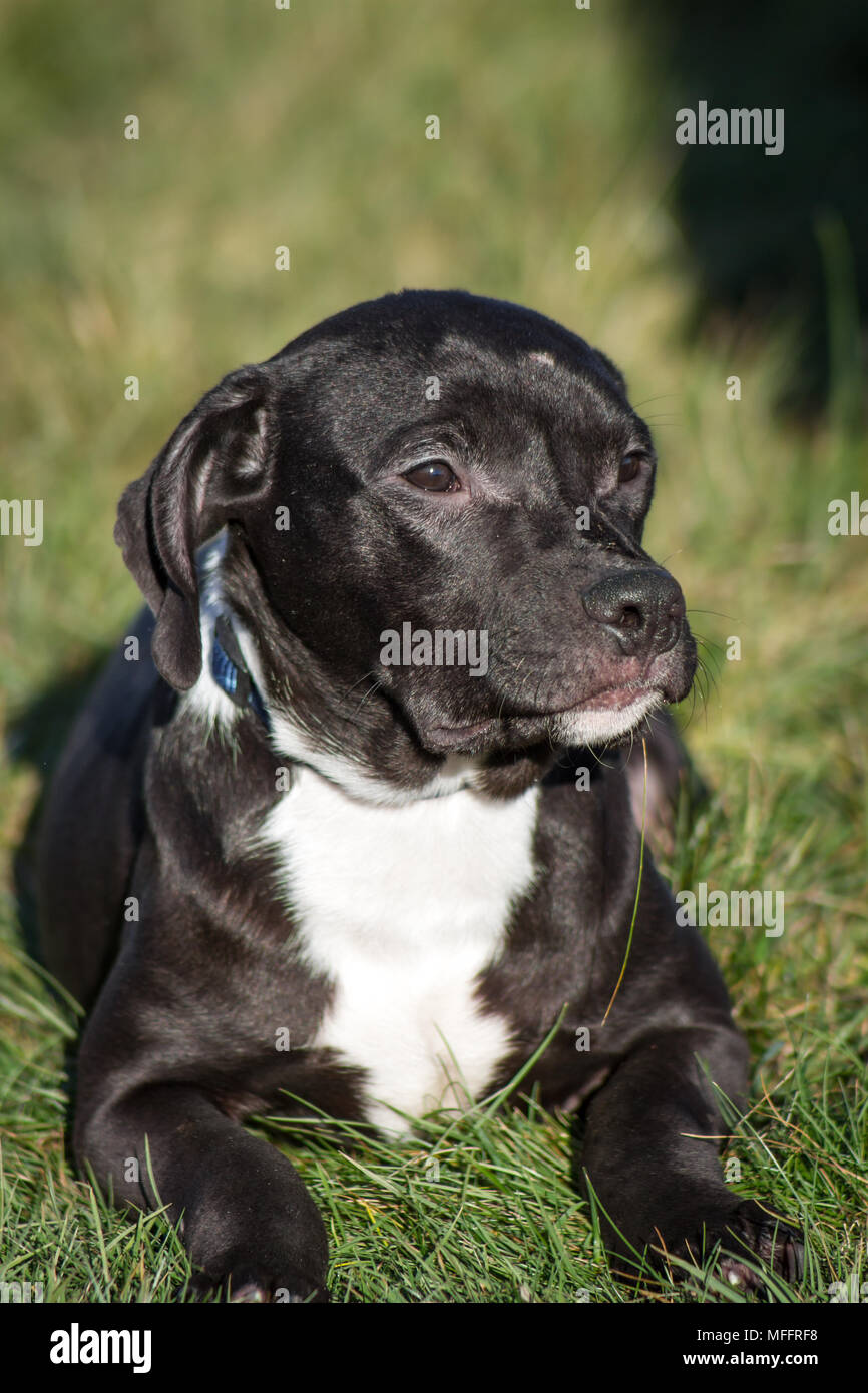 Black American Pit Bull Terrier puppy lying on a meadow Stock Photo