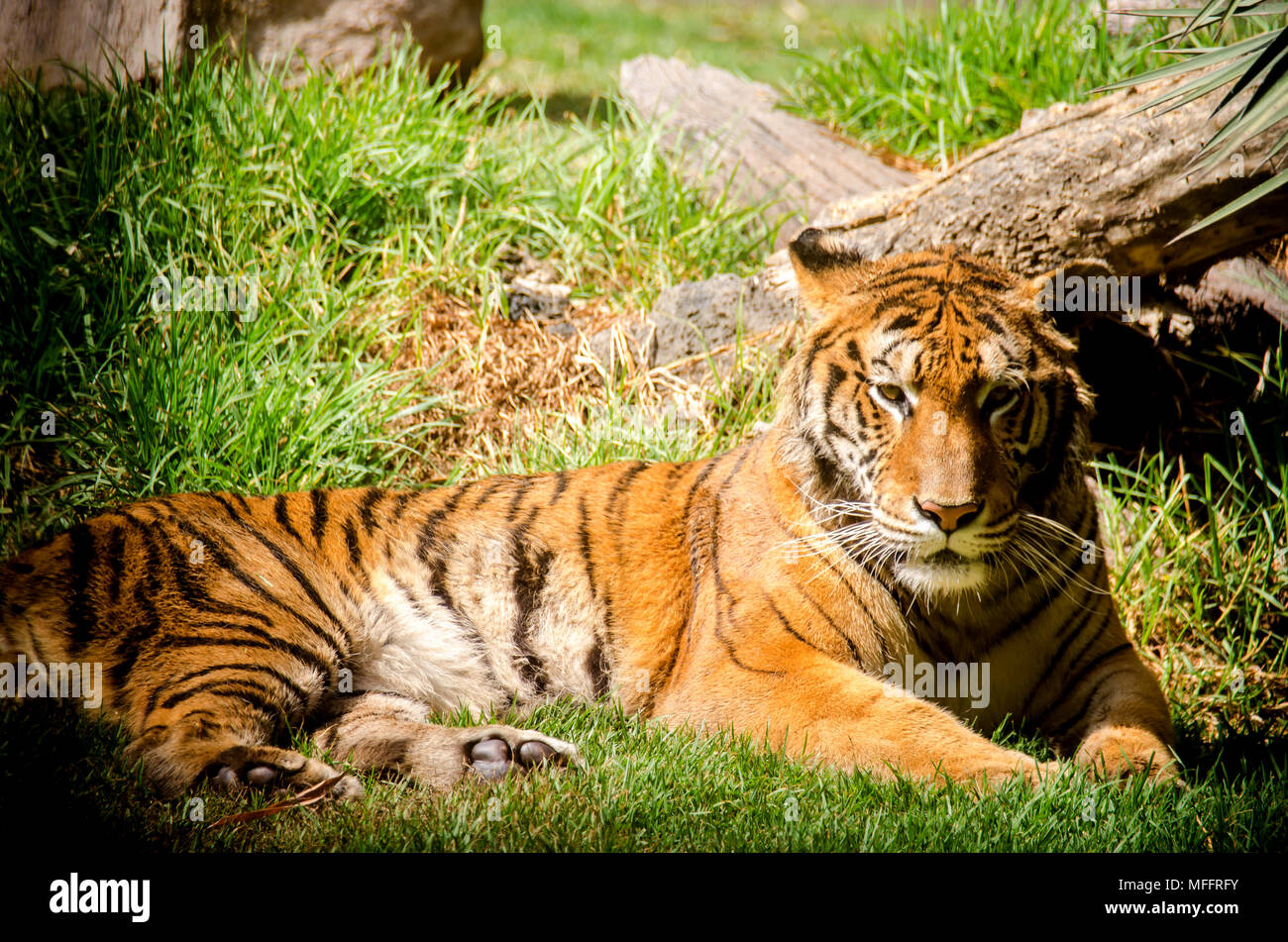 Lazy tiger resting on the grass in a Morelia, Michoacan Zoo at Mexico